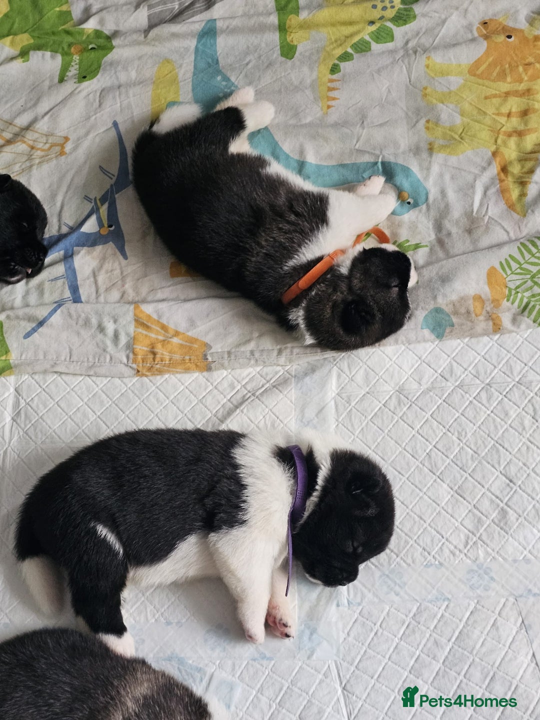 Akita dogs for sale: 🐾 American Akita Puppies for Forever Homes 🐾 - Image 32
