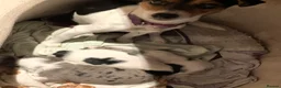 Jack Russell dogs for sale: Jack Russel blue merle - Advert 24