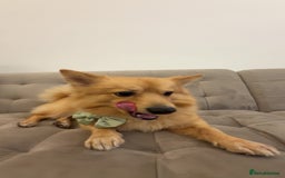 Mixed Breed dogs for sale: Cute Pom-Spitz available. - Image 3