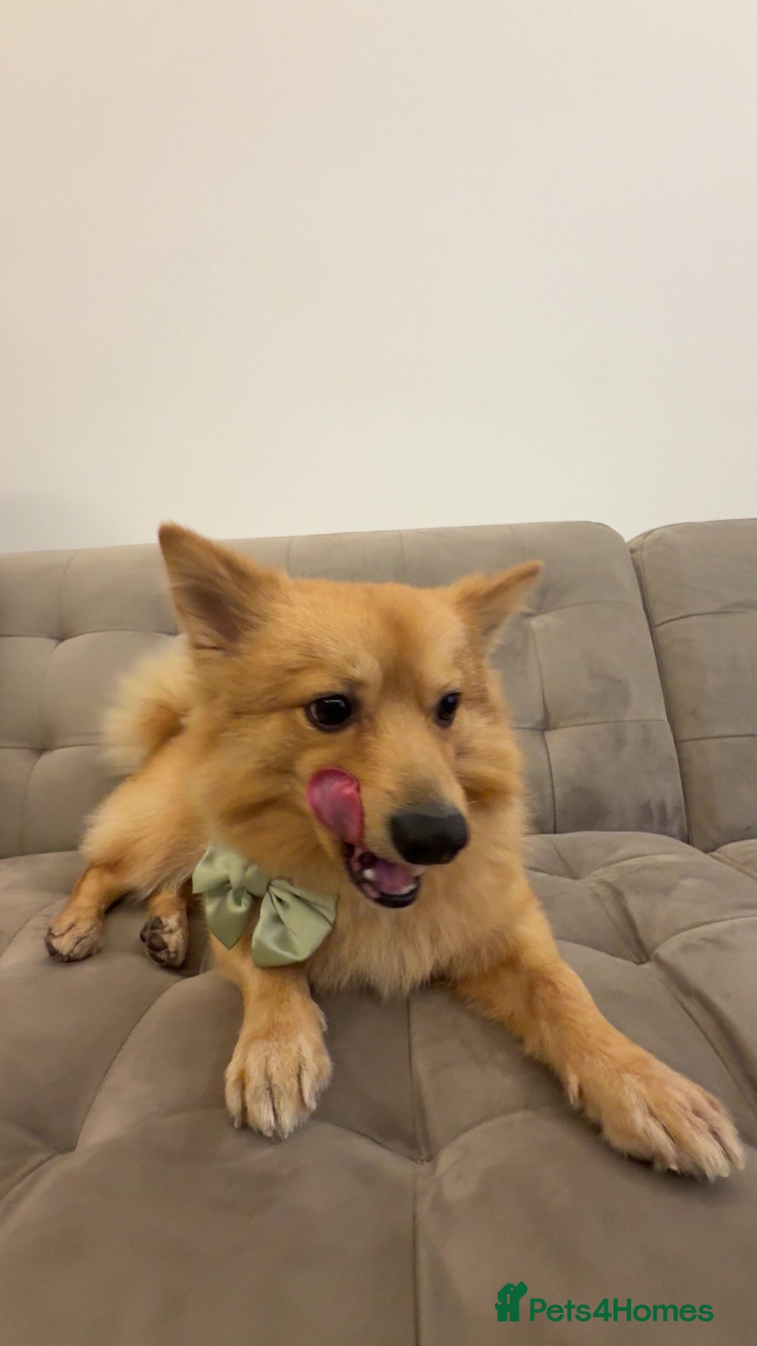 Mixed Breed dogs for sale: Cute Pom-Spitz available. - Image 3