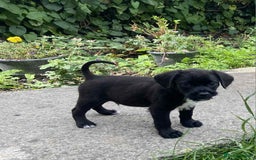 Mixed Breed dogs for sale: Gorgeous Jack x chihauhua pups ❤️ - Image 2