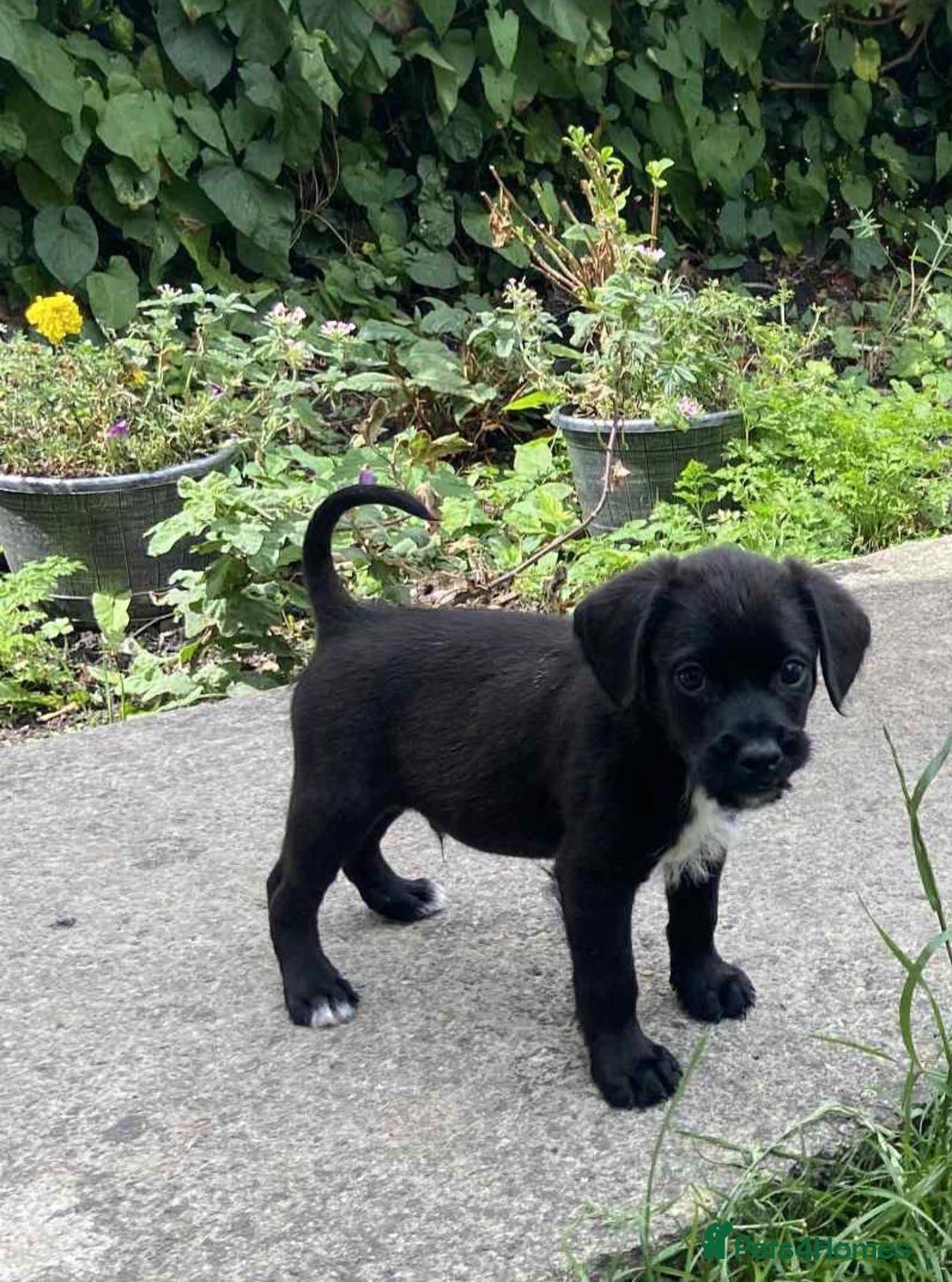 Mixed Breed dogs for sale: Gorgeous Jack x chihauhua pups ❤️ - Image 2