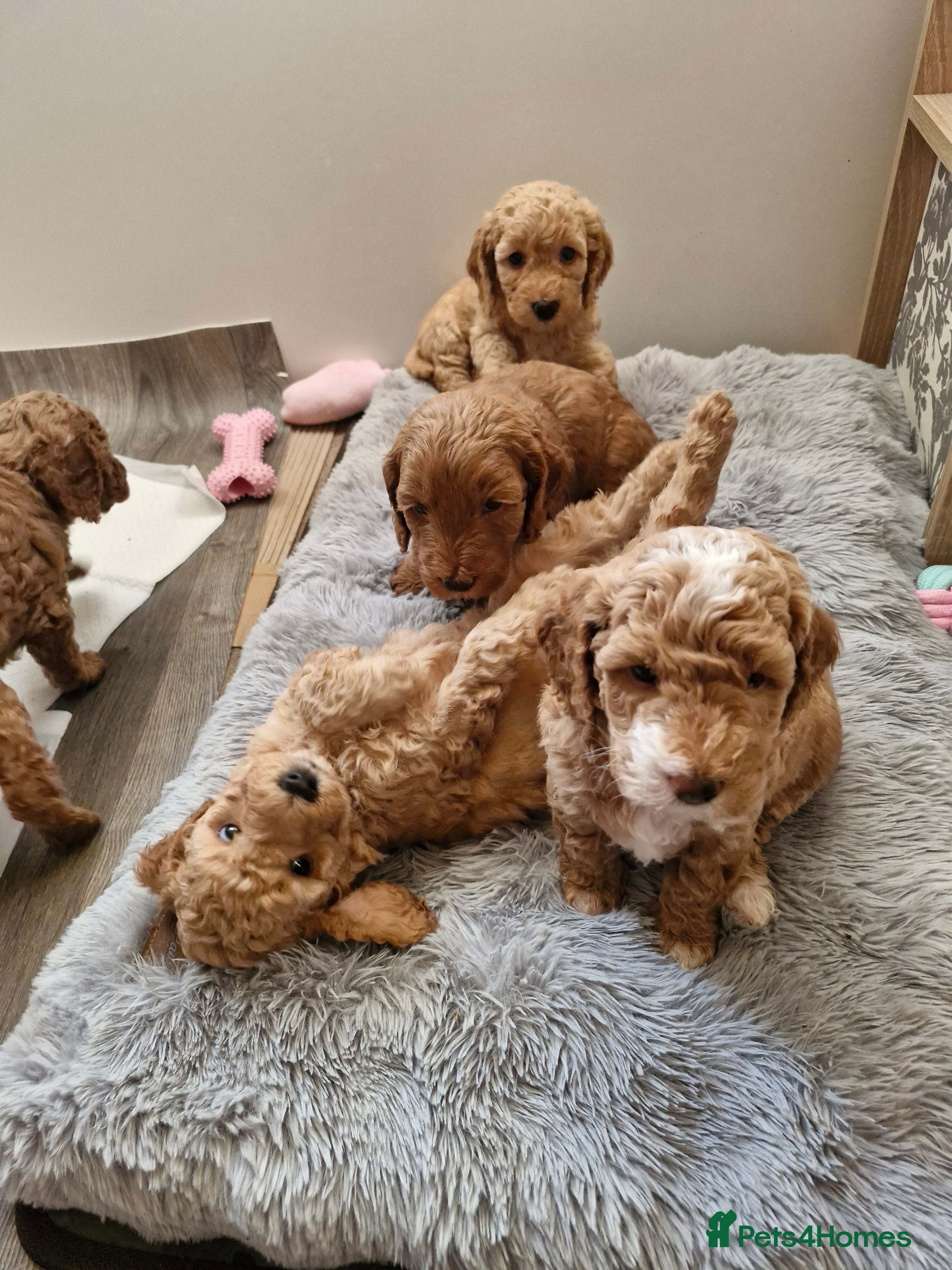 Mixed Breed dogs Adorable Labradoodle x Cockapoo puppies  - Advert 6