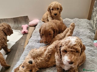 Mixed Breed dogs Adorable puppies ready from 22 12.25 - Advert 4