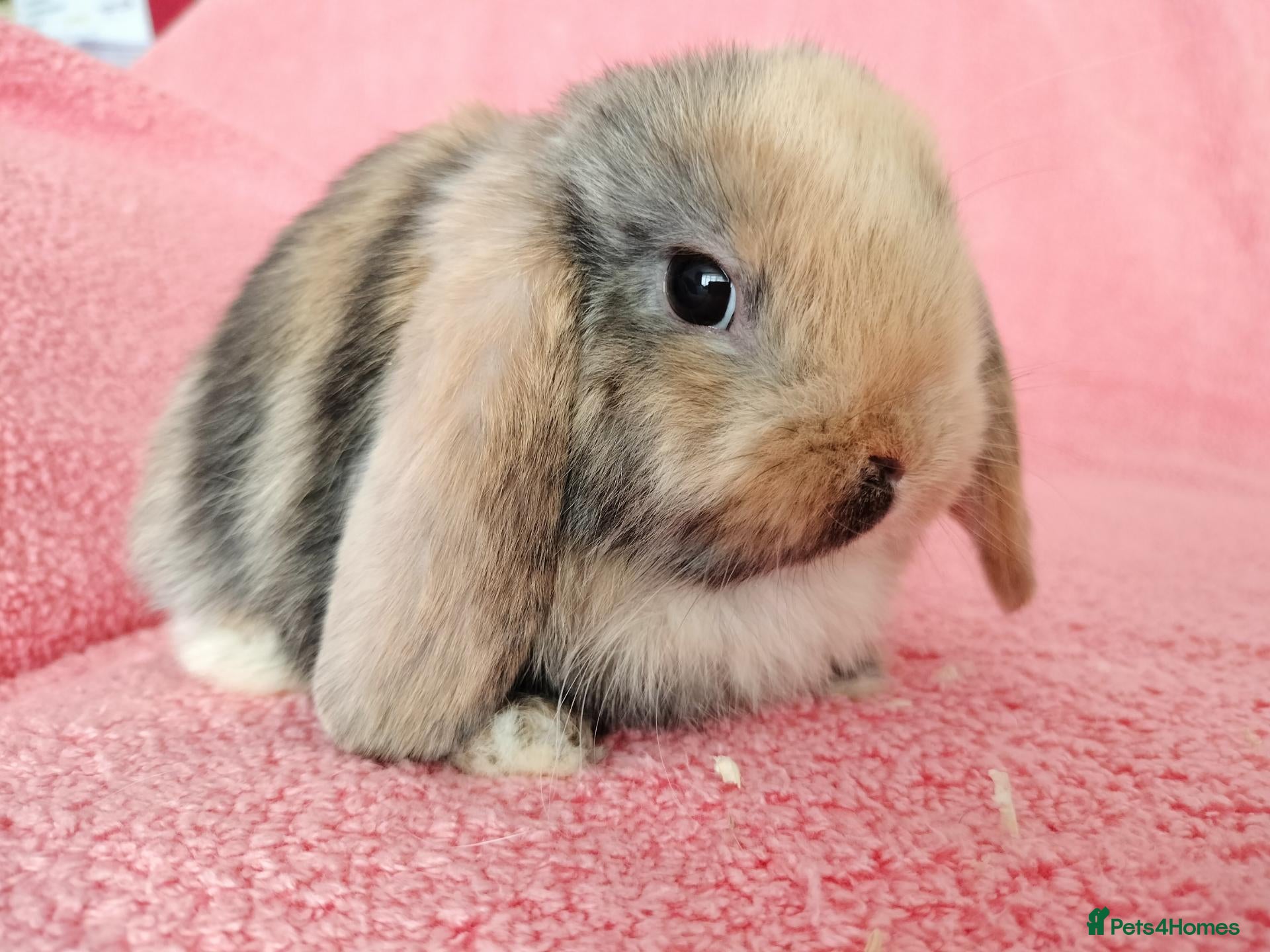 Mini Lop rabbits for sale: Baby mini lops for sale  - Advert 3