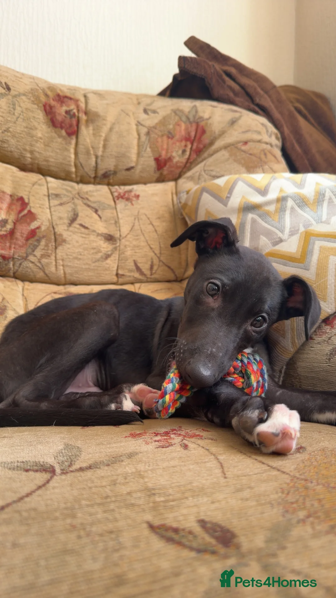 Lurcher dogs for sale: Lurcher Puppy - Advert 6