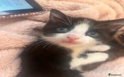 Mixed Breed cats for sale: 2 kittens  - Image 13