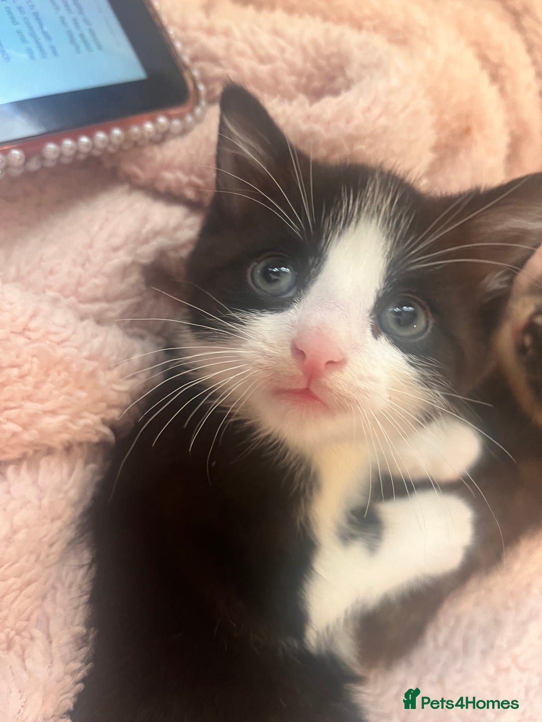 Mixed Breed cats for sale: 2 kittens  - Image 13
