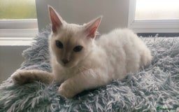 LaPerm cats for sale: Lilac point longhaired curly LaPerm kitten - Image 1