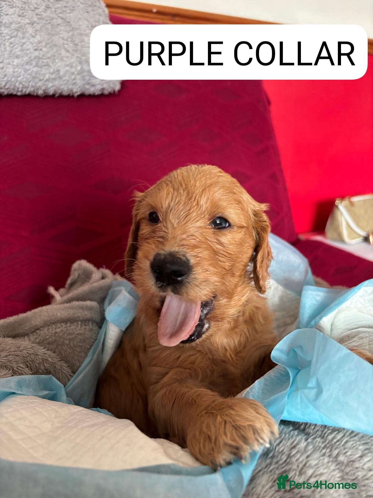 Goldendoodle dogs Last Girl F1 Goldendoodle - Health Tested Parents - Advert 4