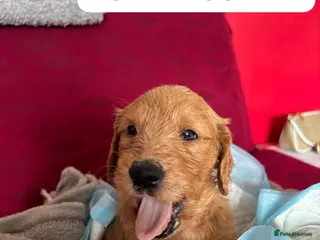 Goldendoodle dogs Last Girl F1 Goldendoodle - Health Tested Parents - Advert 3