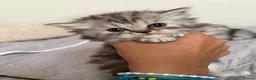 Persian cats for sale: Adorable fluffy Persian kittens for Sale - Advert 11