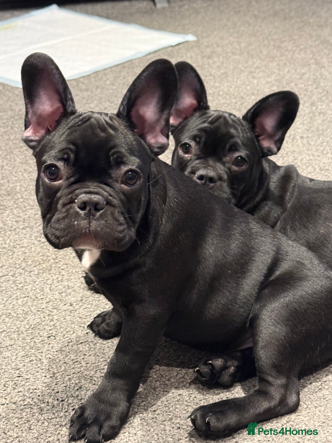French Bulldog dogs for sale: French Bulldog Puppies 3 Months Old Girl and Boy  - Image 22