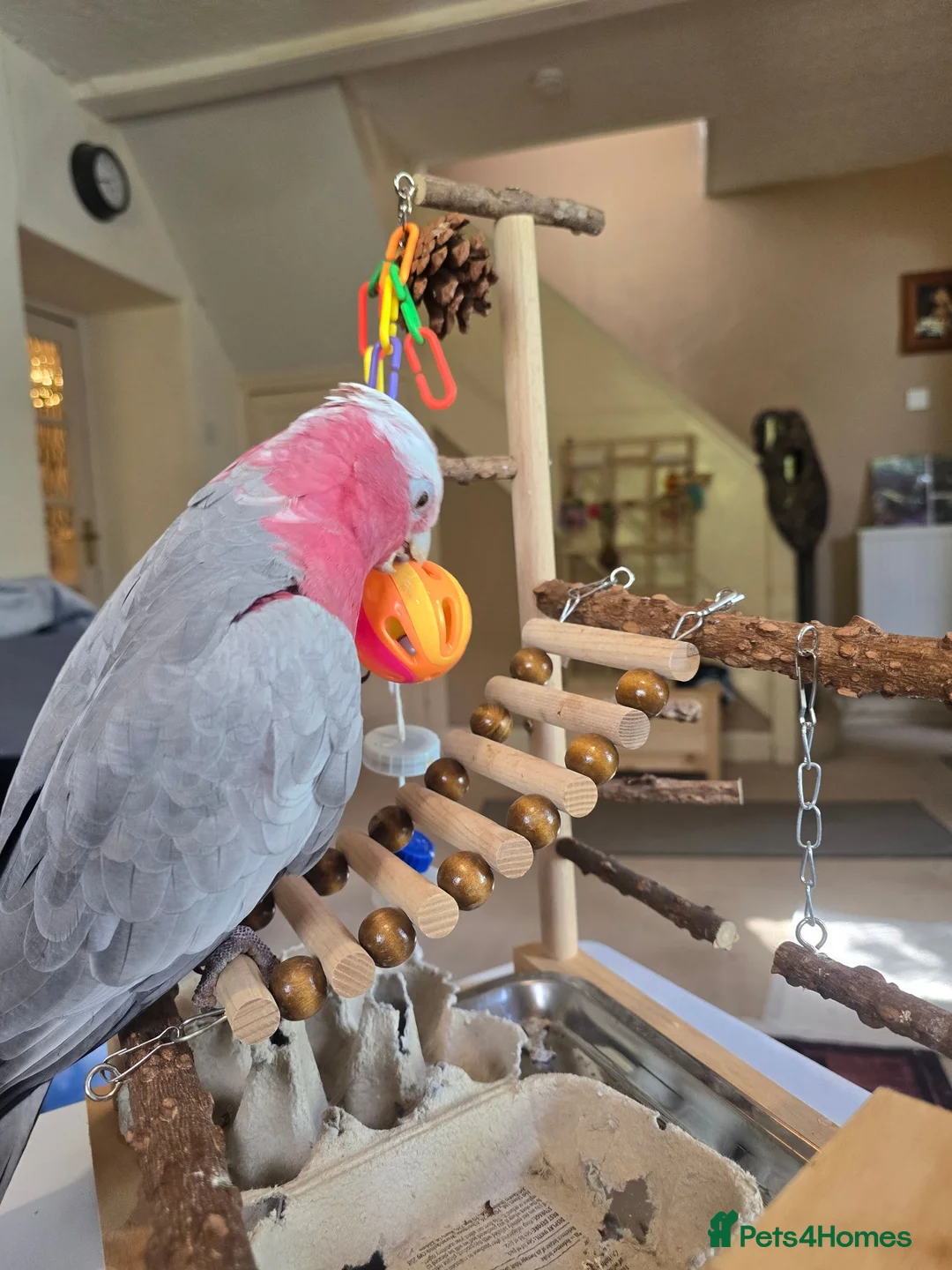 Cockatoo birds for sale: Galah Cockatoo in Abergavenny - Advert 2