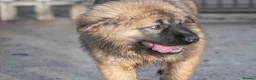 Caucasian Shepherd Dog dogs for sale: Caucasian Shepherd ( Caucasian Ovcharka ) RKC regg - Advert 13