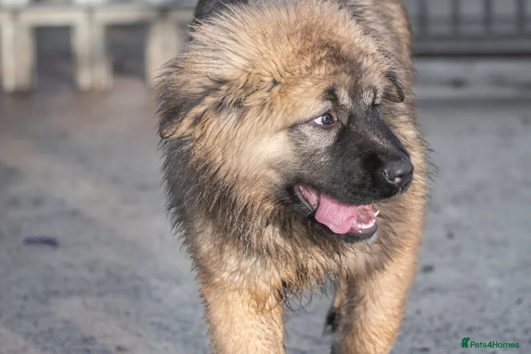 Caucasian Shepherd Dog dogs for sale: Caucasian Shepherd ( Caucasian Ovcharka ) RKC regg - Advert 13