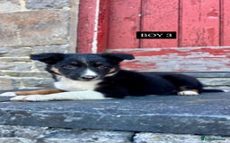 Border Collie dogs for sale: 5 Beautiful Border Collie Pups For Sale - Image 3