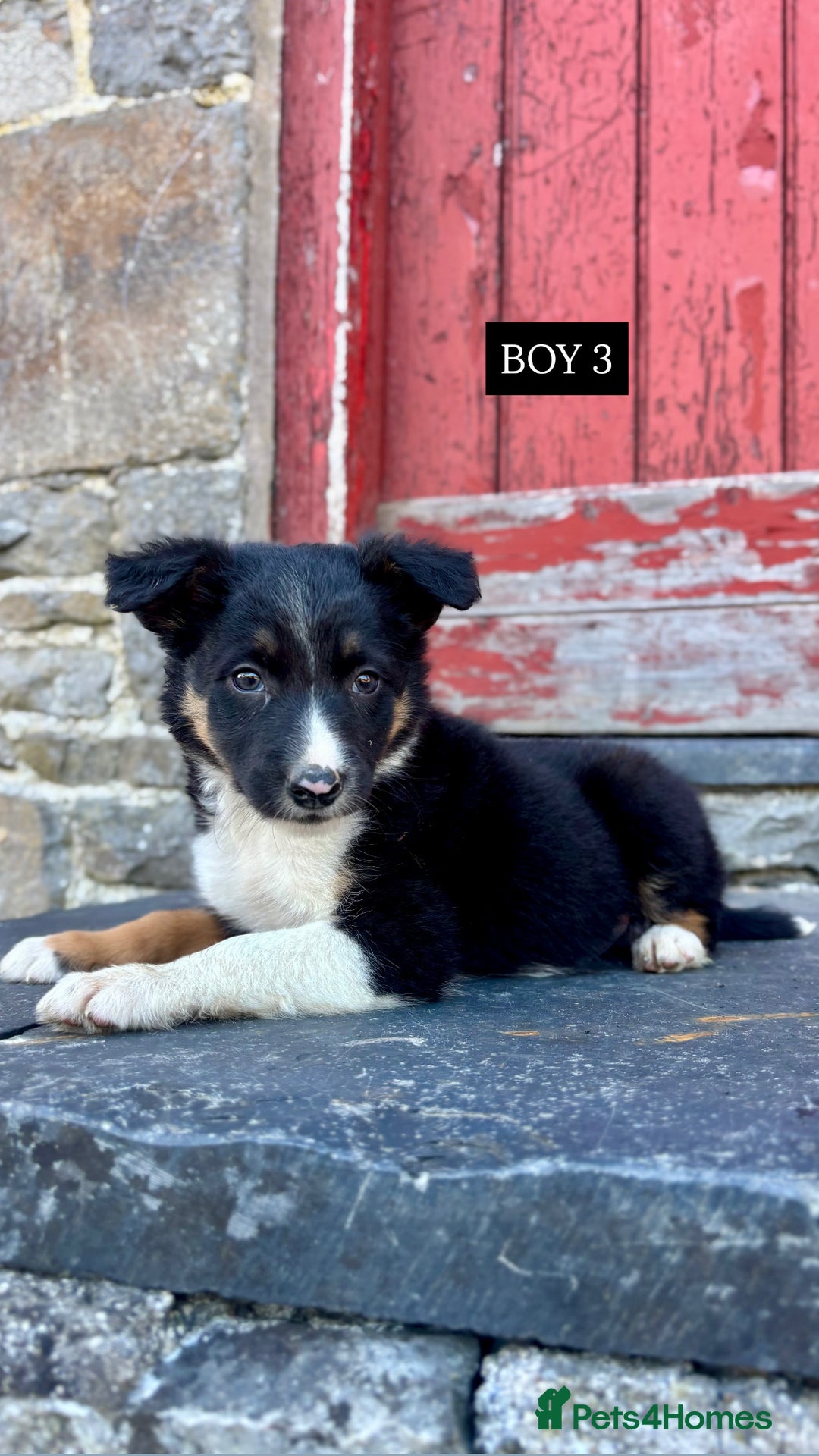 Border Collie dogs for sale: 5 Beautiful Border Collie Pups For Sale - Image 3