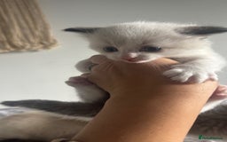 Ragdoll cats for sale: Ragdoll kittens - Image 4