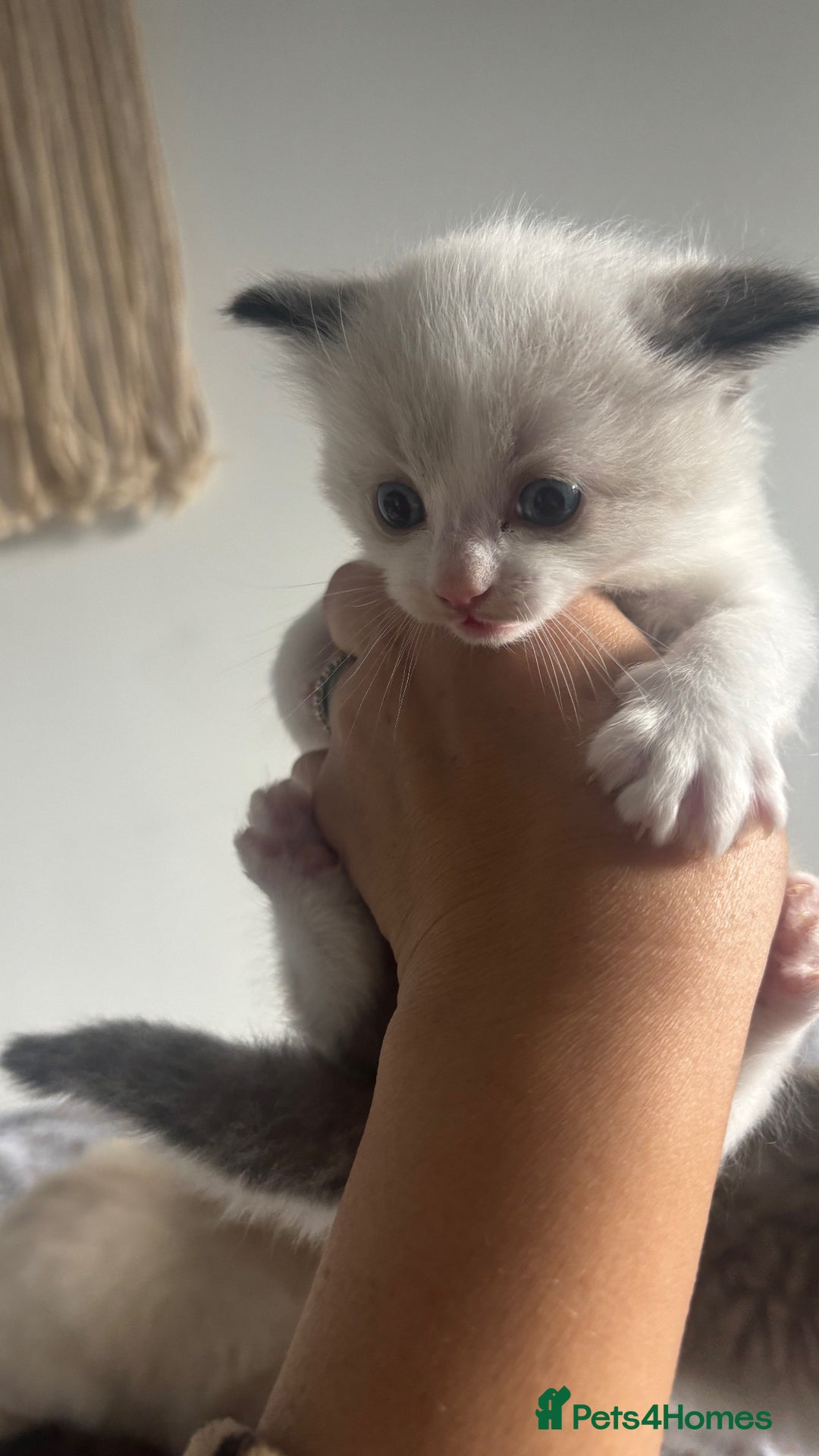 Ragdoll cats for sale: Ragdoll kittens - Image 4
