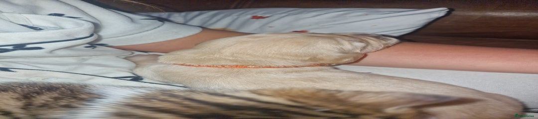 Golden Retriever Puppy 3