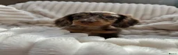 Miniature Dachshund dogs for sale: Fabulous Litter of Long haired dachshund puppies  - Advert 24