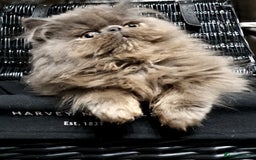 Persian cats for stud: GCCF REGISTERED PERSIAN STUD CHAMPION LINES PROVEN in London - Image 4