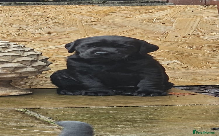 Labrador Retriever dogs - Advert 14