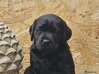 Labrador Retriever dogs - Advert 12