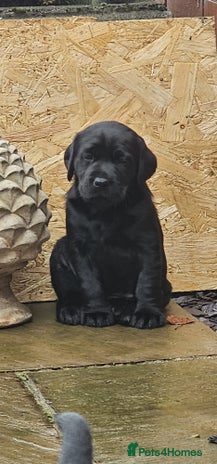 Labrador Retriever dogs - Advert 22