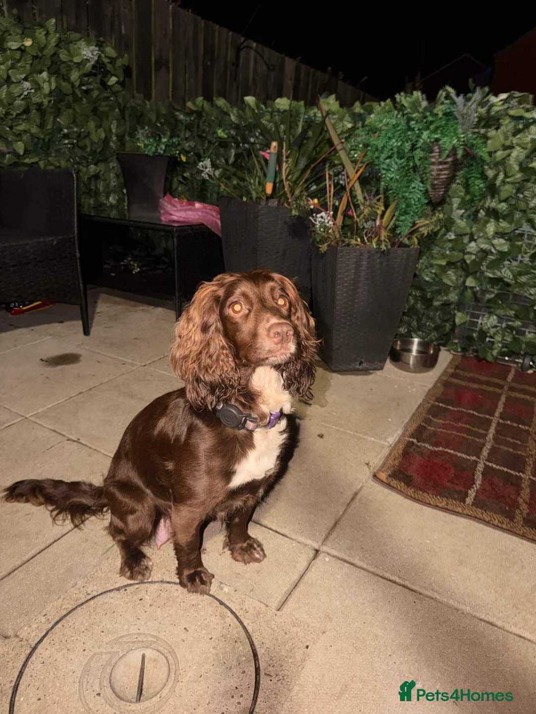 Cocker Spaniel dogs for sale: Cocker spaniel bitches  in Redcar - Advert 14