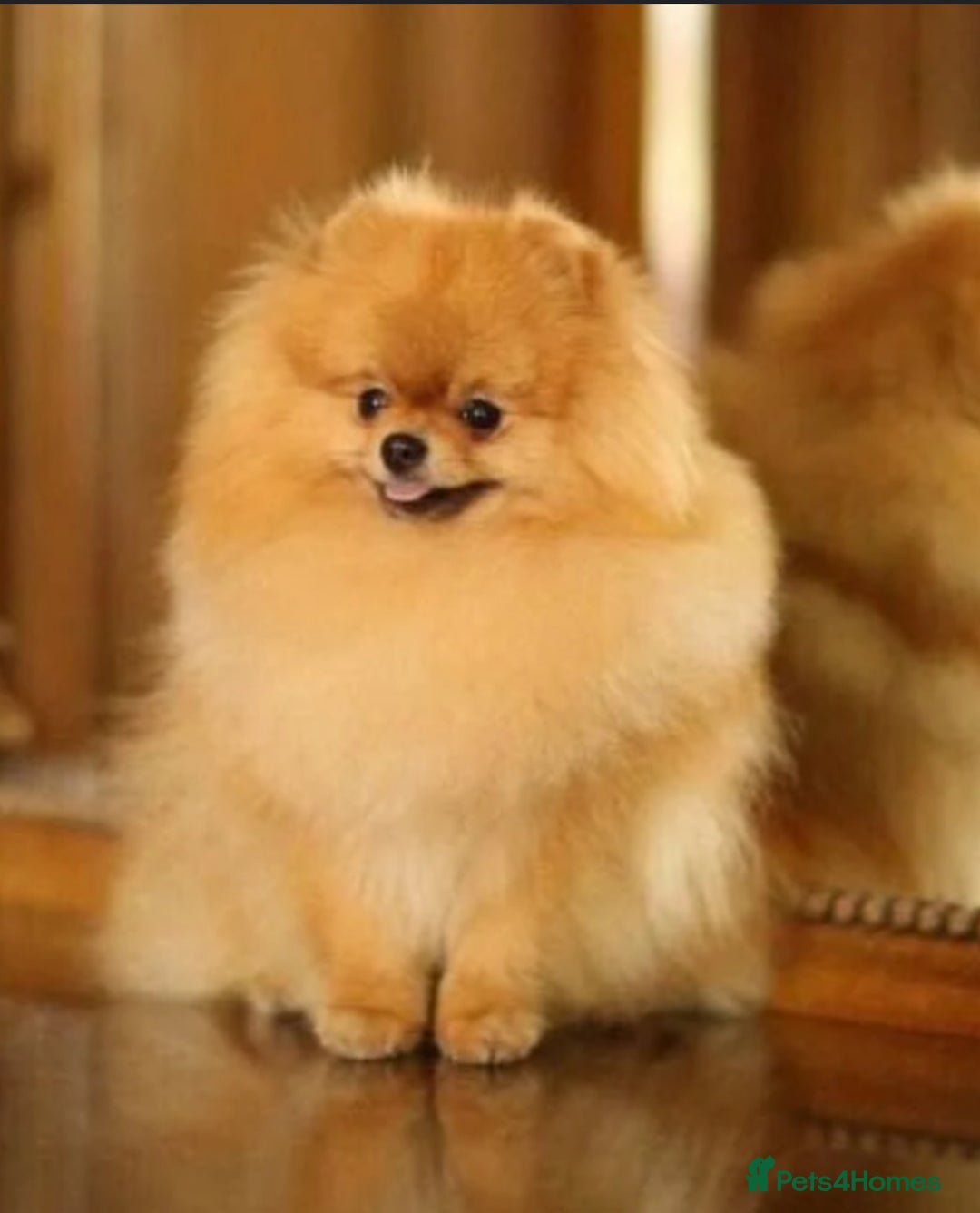 Pomeranian dogs for sale: The Super Sweet-Pea - Image 6