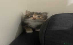 European cats for sale: 8 adorable kittens  - Image 7