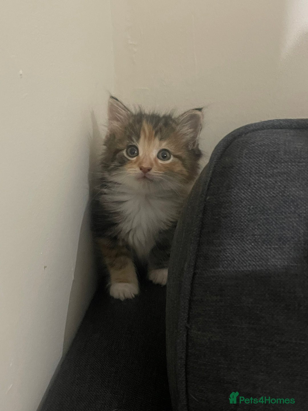 European cats for sale: 8 adorable kittens  - Image 7