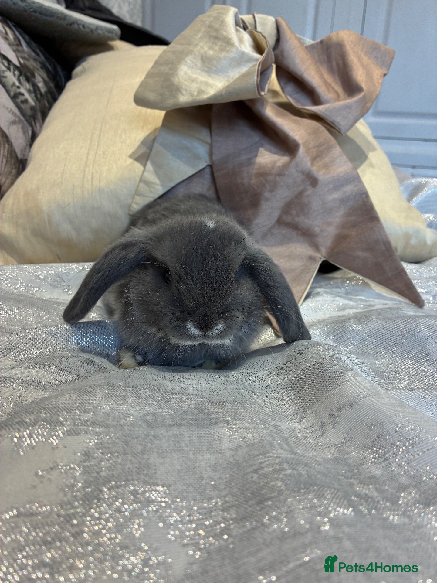 Mini Lop rabbits Cute Blue Mini Lop Babies  - Advert 2