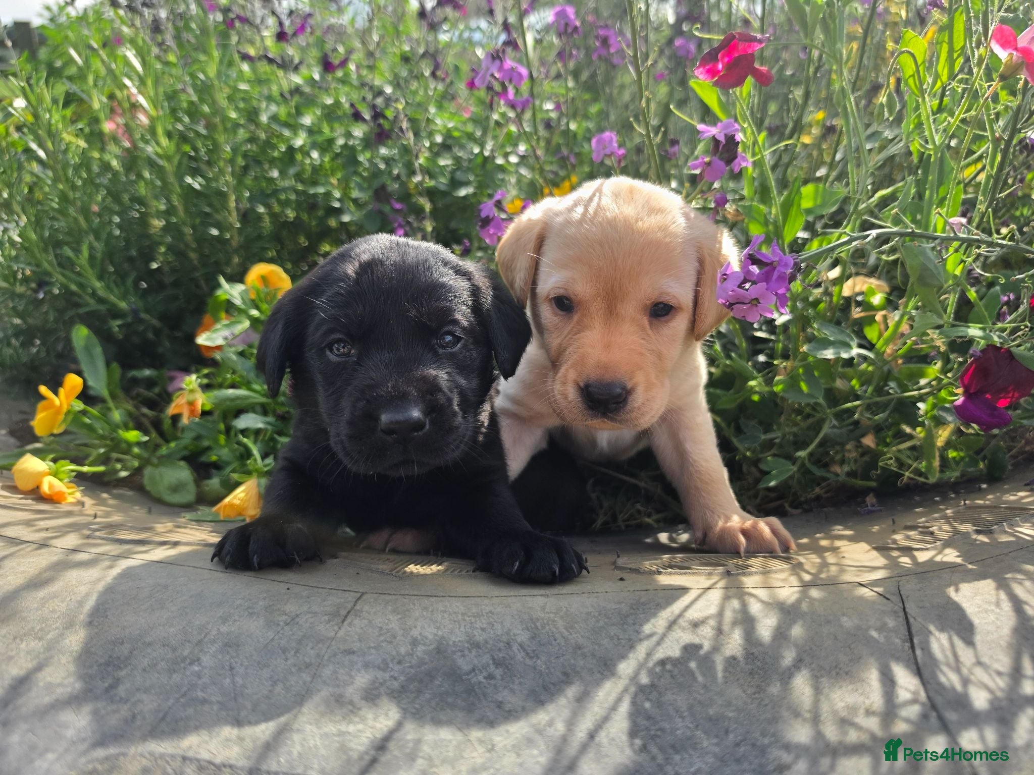 Labrador Retriever dogs Black and yellow labrador puppies - Advert 18