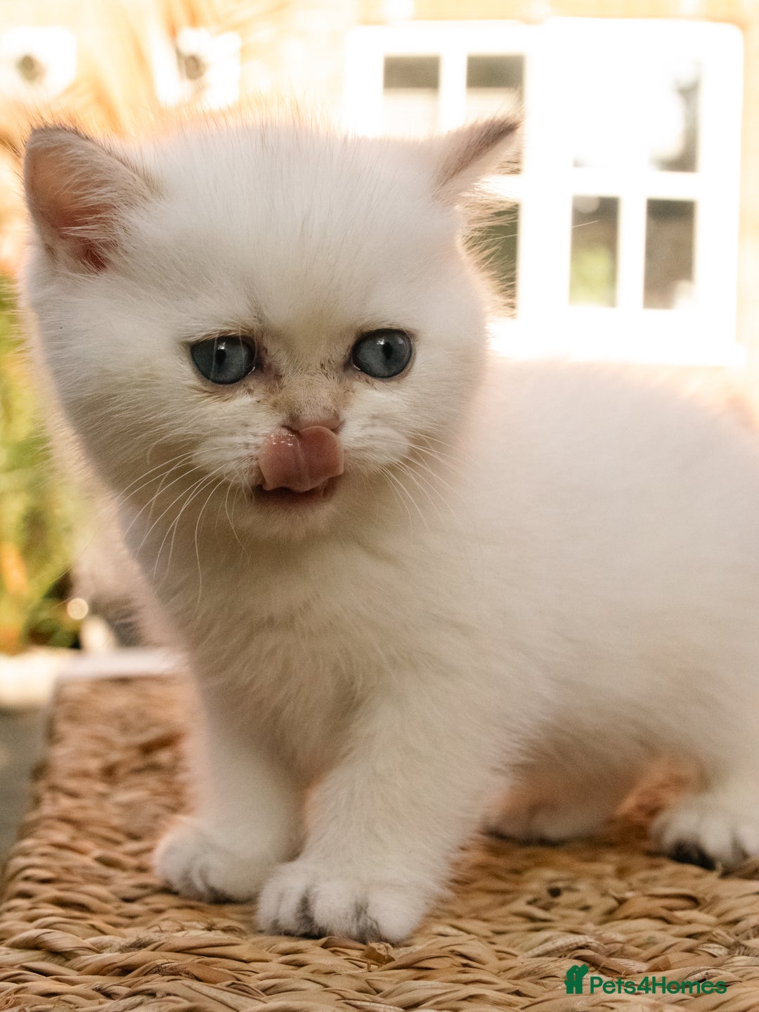 British Shorthair cats for sale: BSH Champion bloodlines TICA Kittens in Bedford - Image 13