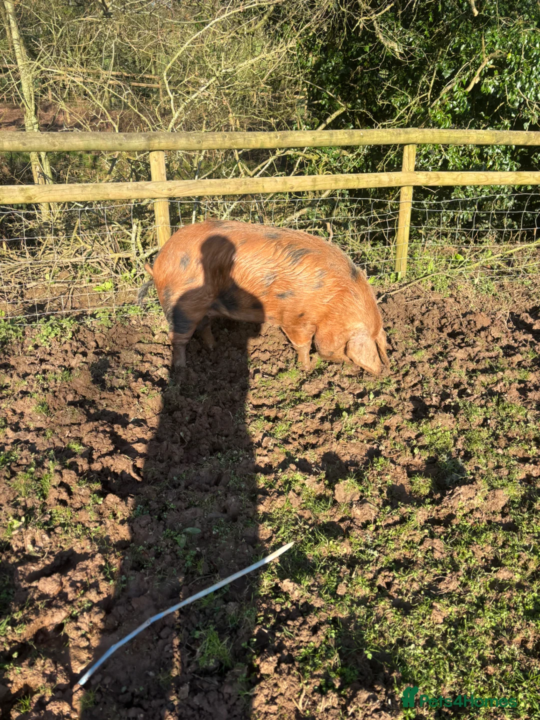 Pig livestock for sale: Pure OSB’s in Bridgnorth - Advert 2