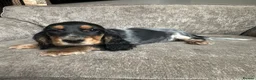 Cocker Spaniel dogs for sale: Spaniel boys needing homes - Advert 14