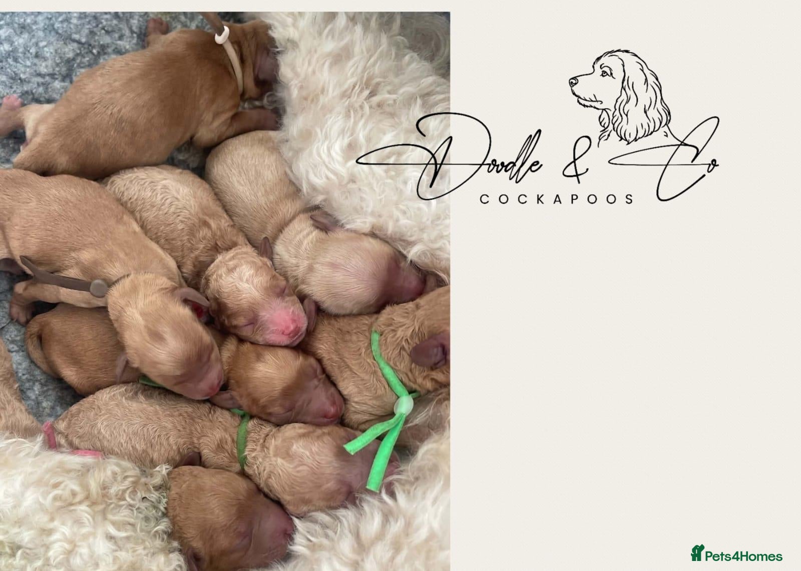 Cockapoo dogs Stunning health tested F1b Cockapoo puppies - Advert 13