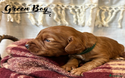 Cocker Spaniel dogs for sale: Stunning Red Working Cocker Spaniel Pups - Image 2