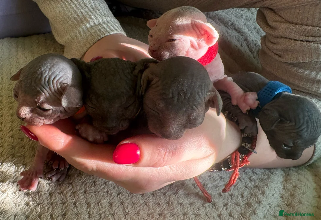 Sphynx cats for sale: Beautiful sphynx kittens for sale🥹 - Advert 10