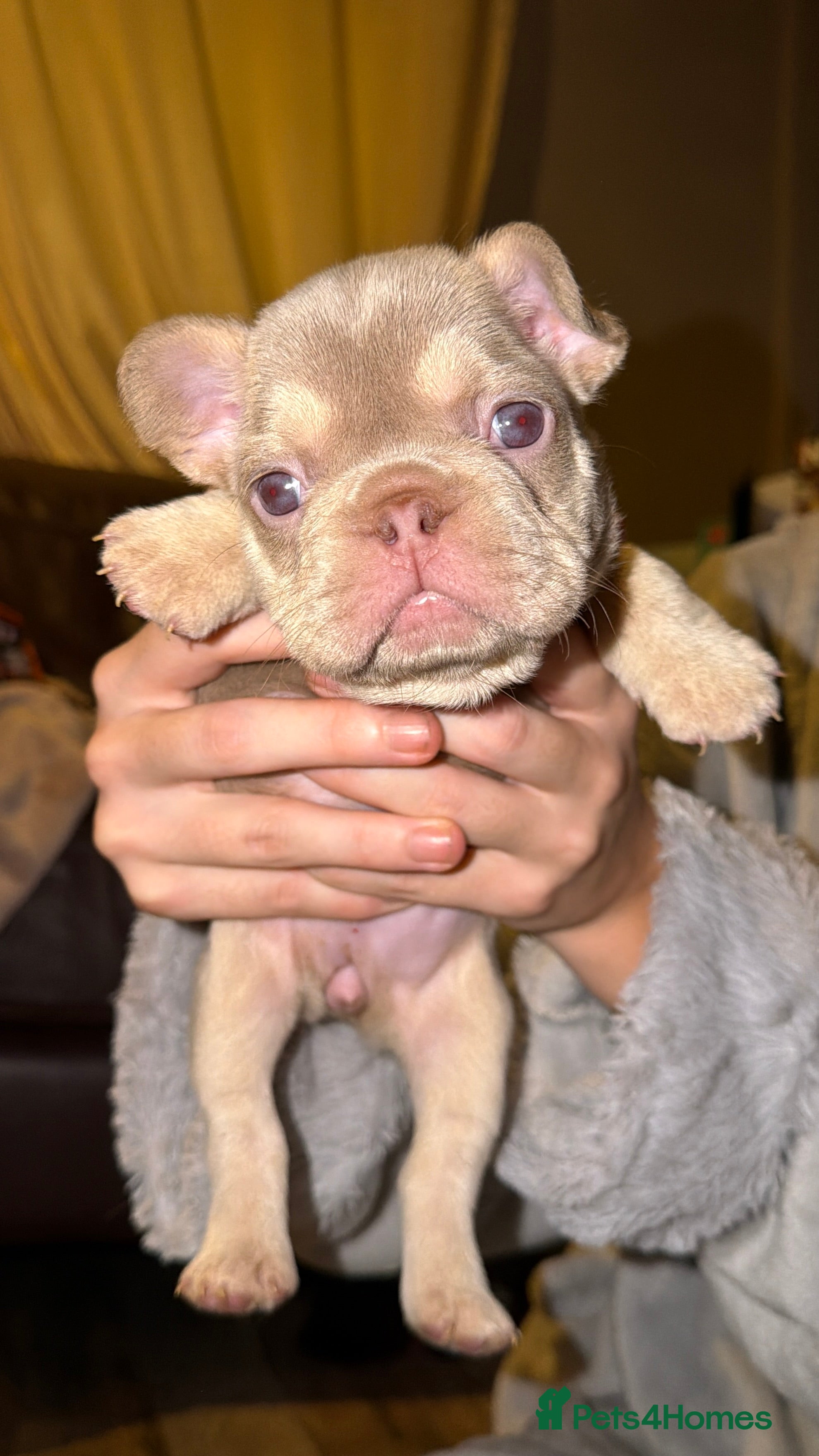 French Bulldog dogs 6 beautiful Isabella and tan  - Advert 11