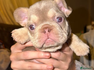 French Bulldog dogs 6 beautiful Isabella and tan - Advert 1
