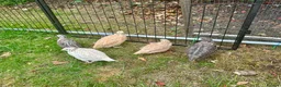 Quail poultry for sale: 6 Quails (very tame and friendly) - Advert 6
