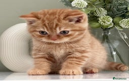 British Shorthair cats for sale: Stunning British Kittens - Image 11