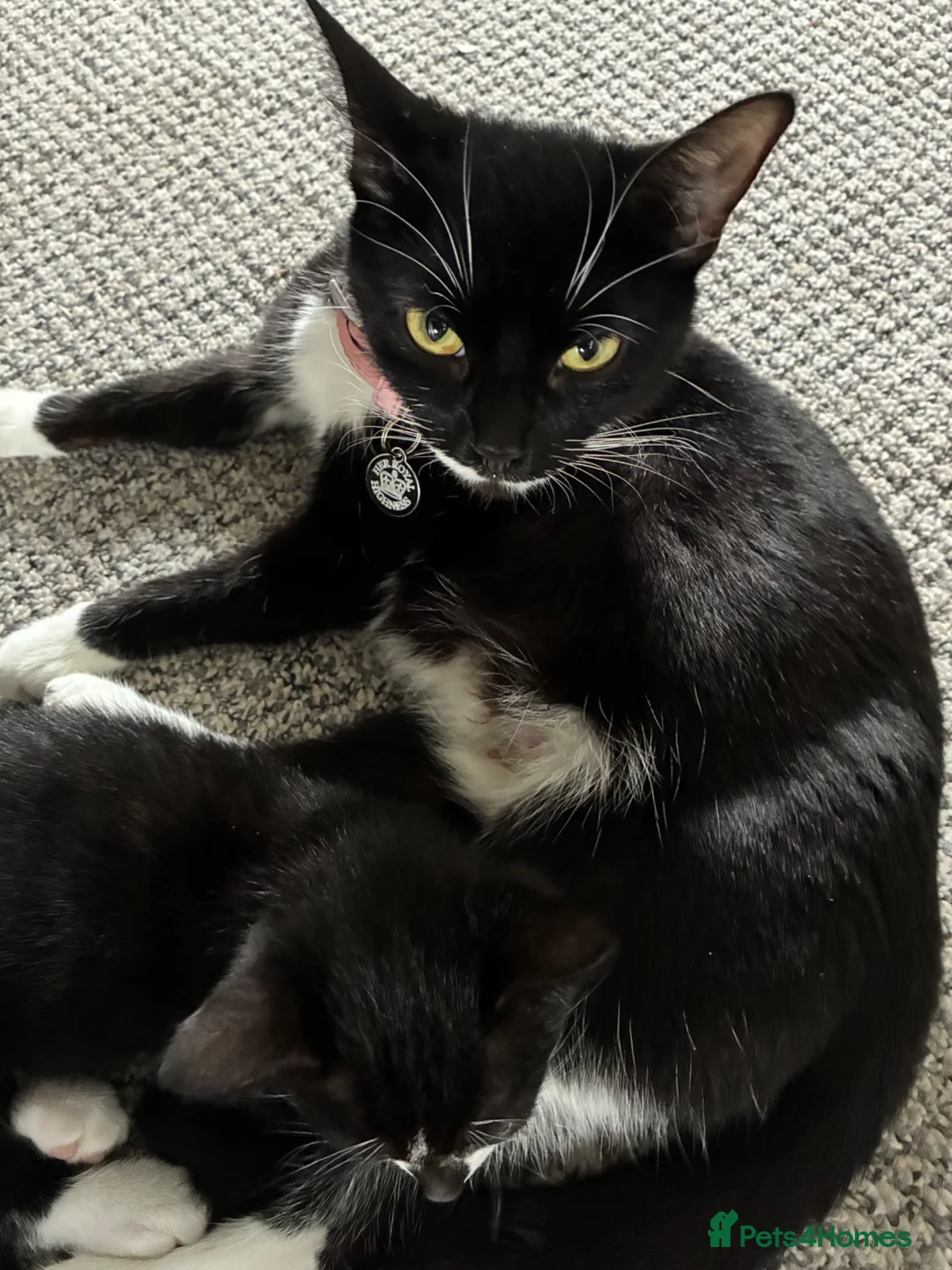 British Shorthair cats for sale: The Tuxedo Esquire, Sisters - Advert 2