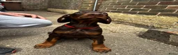 Dobermann dogs for sale: Gorgeous Doberman litter - Advert 14