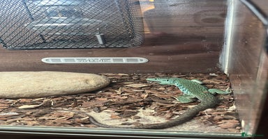 Lizard reptiles European Eye Lizard - Advert 2