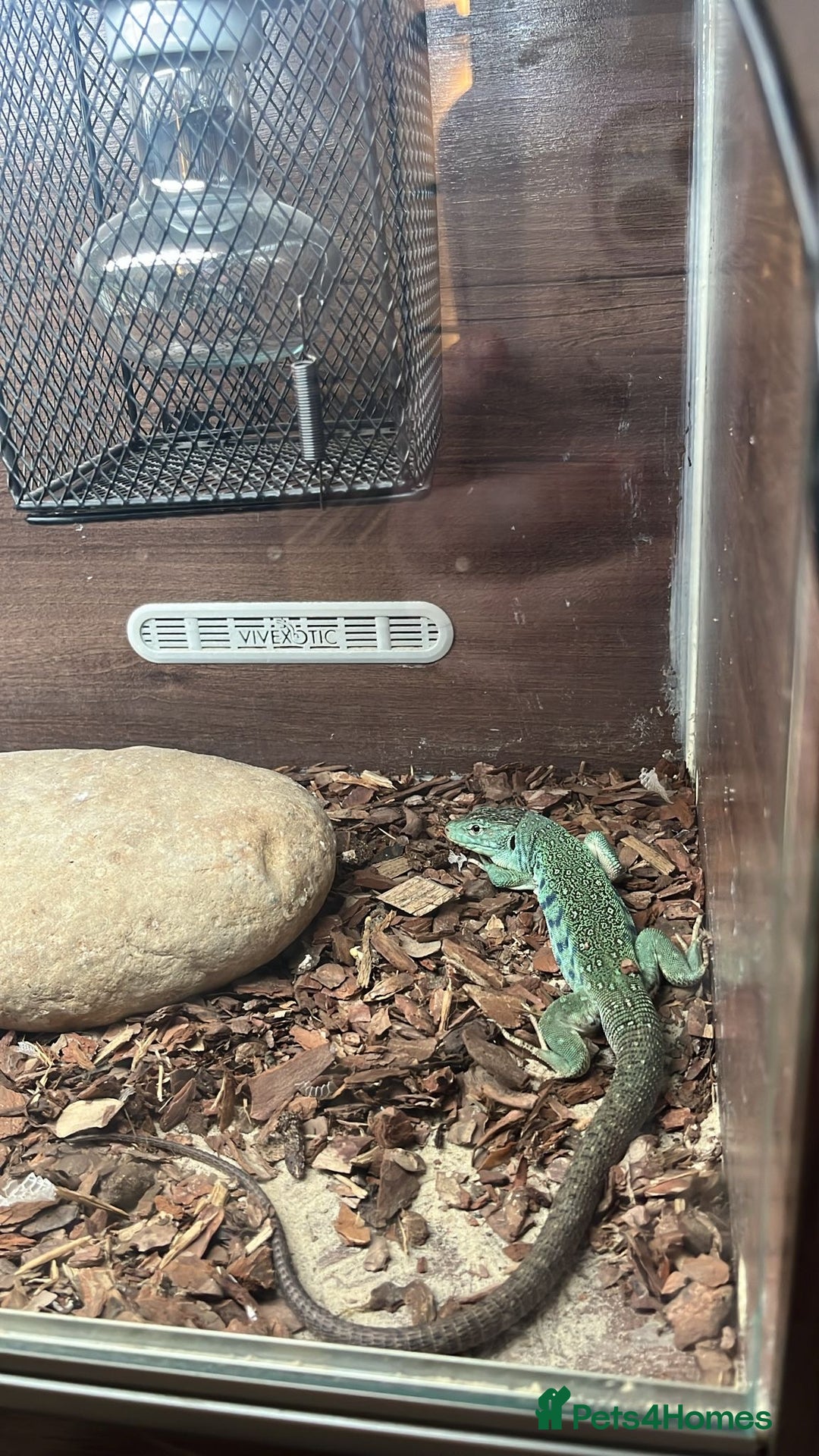 Lizard reptiles for sale: European Eye Lizard - Image 2